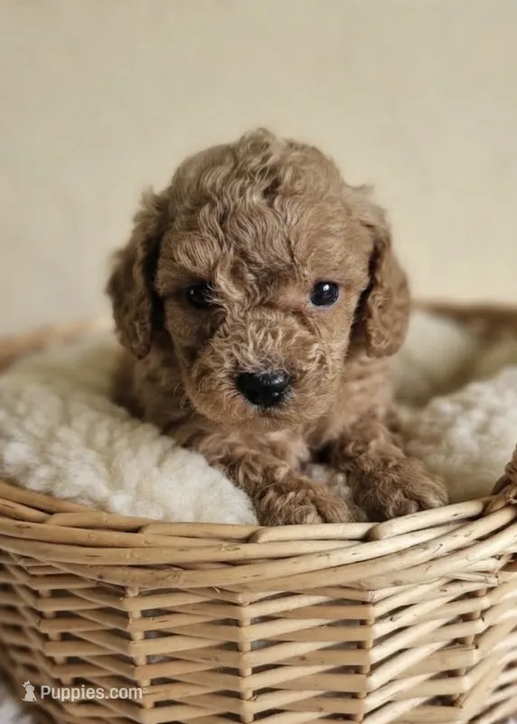 Benny – Bichpoo puppy for sale in Greensboro, NC