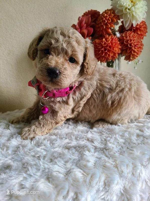 Bobbi – Bichpoo puppy for sale in Greensboro, NC