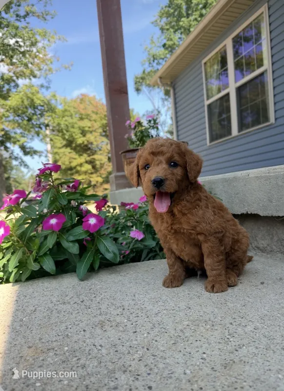 Toby – Miniature Goldendoodle puppy for sale in Greensboro, NC