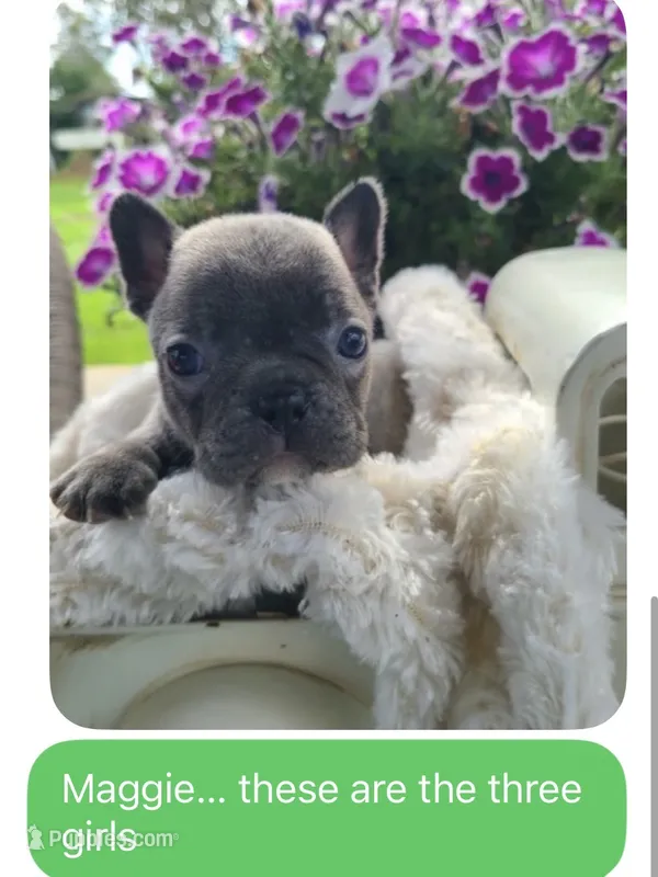 Maggie – Frenchton puppy for sale in Greensboro, NC