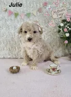 Julie, a female Bichpoo for sale in Greensboro, NC – 1 of 1