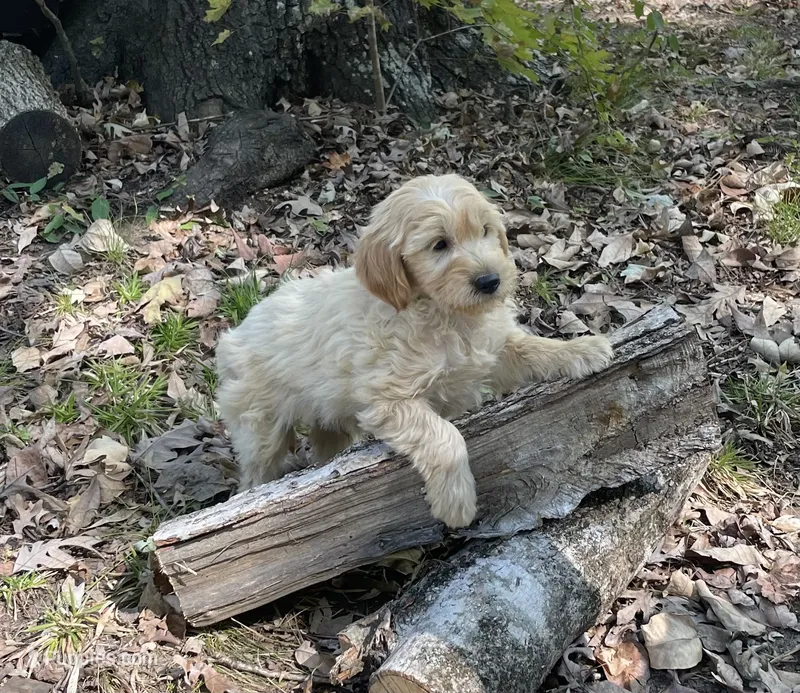 Champ – Miniature Goldendoodle puppy for sale in Greensboro, NC