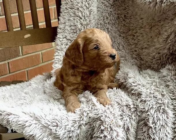 Green – Miniature Goldendoodle puppy for sale in Greensboro, NC
