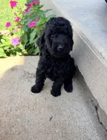 Mindy, a female Miniature Goldendoodle for sale in Greensboro, NC – 2 of 3
