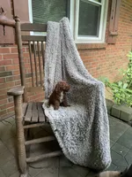 Mia, a female Poodle - Toy  for sale in Greensboro, NC – 4 of 4