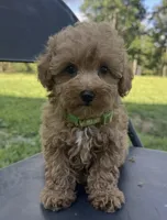 Benny, a male Poodle - Toy  for sale in Greensboro, NC – 1 of 1