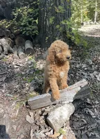 Buddy, a male Goldendoodle for sale in Greensboro, NC – 3 of 3