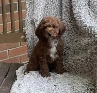 Mia, a female Poodle - Toy  for sale in Greensboro, NC – 1 of 4