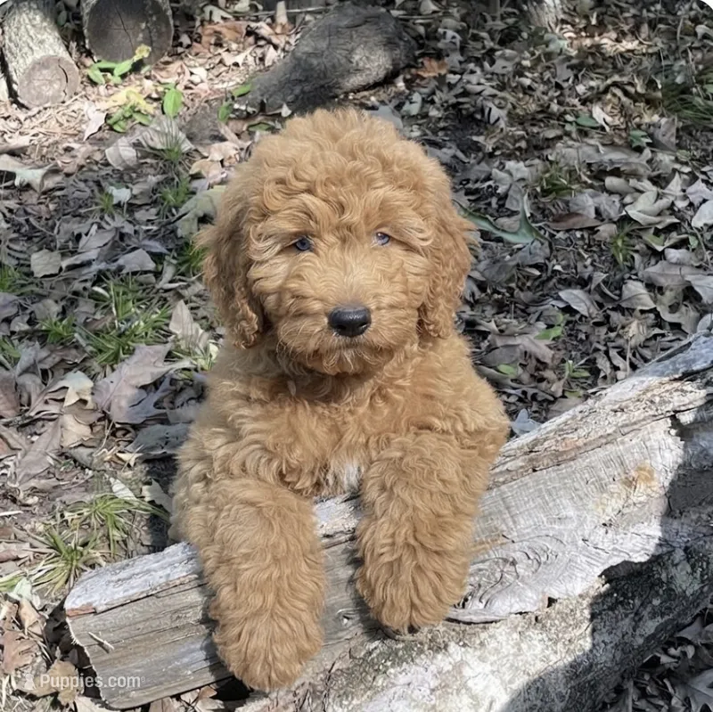Buddy – Goldendoodle puppy for sale in Greensboro, NC
