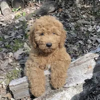 Buddy, a male Goldendoodle for sale in Greensboro, NC – 1 of 3
