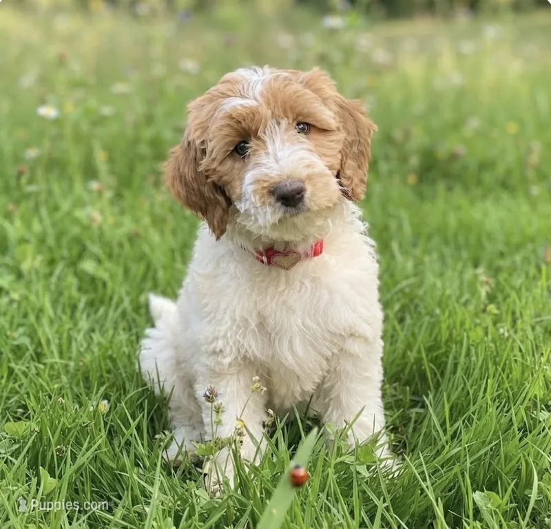 Muffin – Miniature Goldendoodle puppy for sale in Greensboro, NC