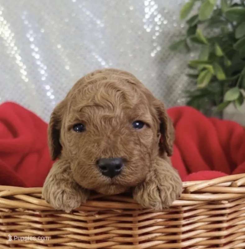 Minni, a female Miniature Goldendoodle for sale in Greensboro, NC – Photo 1 of 1