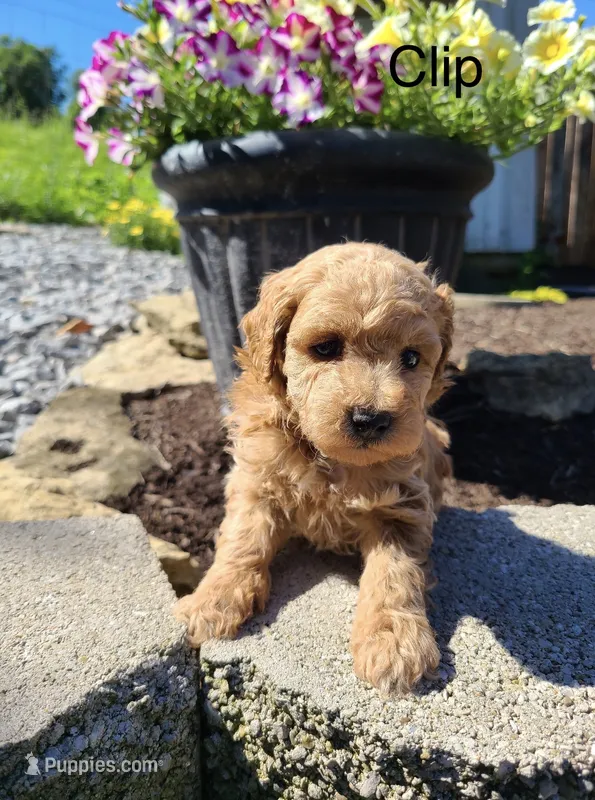 Clip – Poodle - Toy  puppy for sale in Greensboro, NC