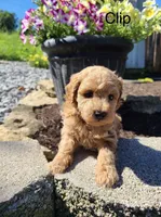 Clip, a male Poodle - Toy  for sale in Greensboro, NC – 1 of 1