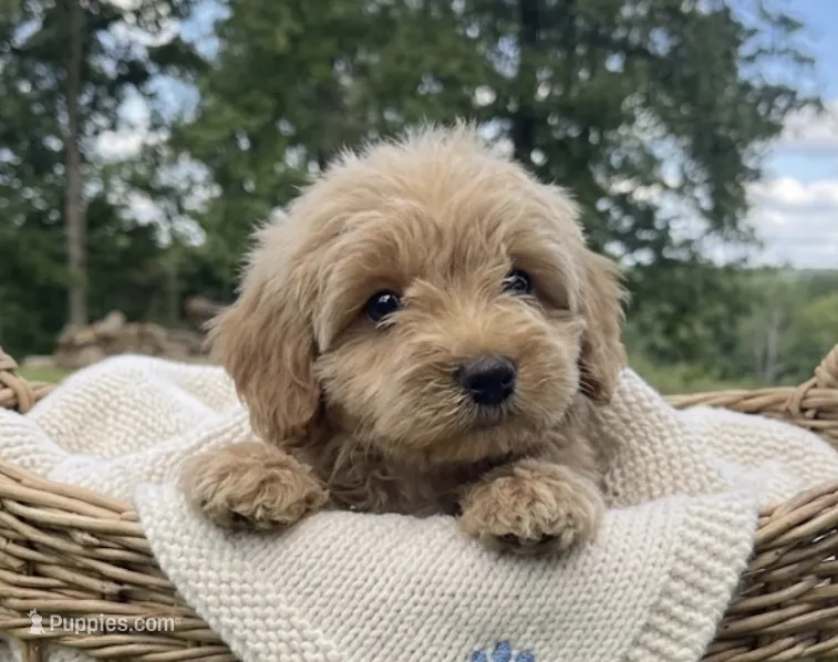 Kip – Miniature Goldendoodle puppy for sale in Greensboro, NC
