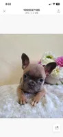 Milo, a male Frenchton for sale in Greensboro, NC – 2 of 2