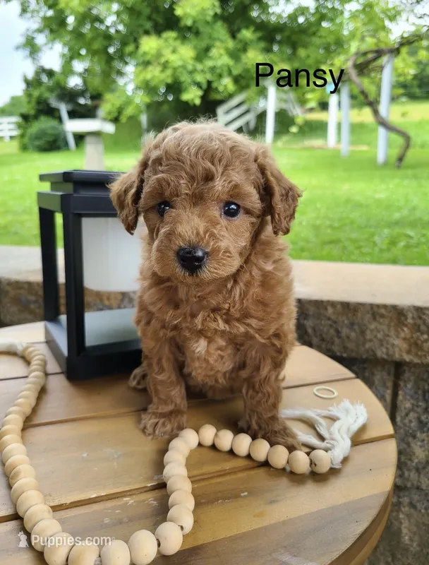 Pansy – Miniature Goldendoodle puppy for sale in Greensboro, NC