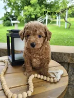 Pansy, a female Miniature Goldendoodle for sale in Greensboro, NC – 1 of 1