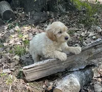 Champ, a male Miniature Goldendoodle for sale in Greensboro, NC – 2 of 2