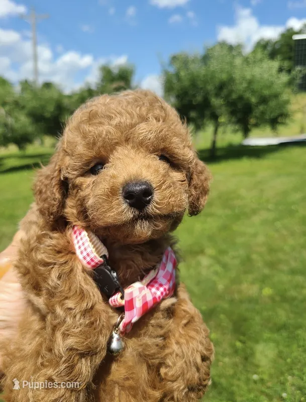 Pansy – Miniature Goldendoodle puppy for sale in Greensboro, NC
