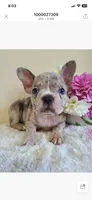 Marcy, a female Frenchton for sale in Greensboro, NC – 2 of 2