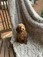 Mia, a female Miniature Goldendoodle for sale in Greensboro, NC – 3 of 4