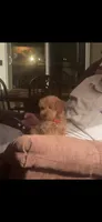 Benji, a male Miniature Goldendoodle for sale in Greensboro, NC – 2 of 3