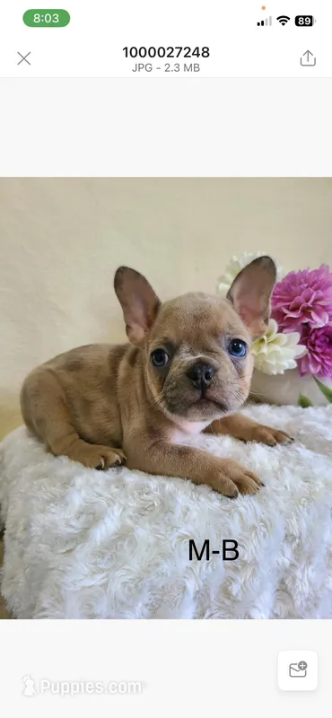 Munchkin – Frenchton puppy for sale in Greensboro, NC