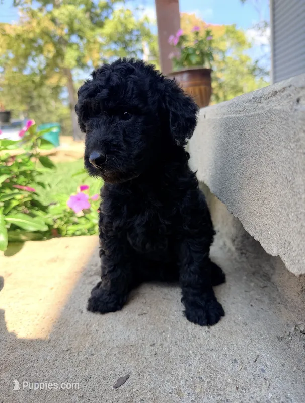 Mindy – Miniature Goldendoodle puppy for sale in Greensboro, NC