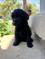 Mindy, a female Miniature Goldendoodle for sale in Greensboro, NC – 1 of 3