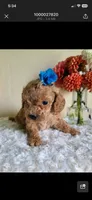 Benny, a male Bichpoo for sale in Greensboro, NC – 2 of 2