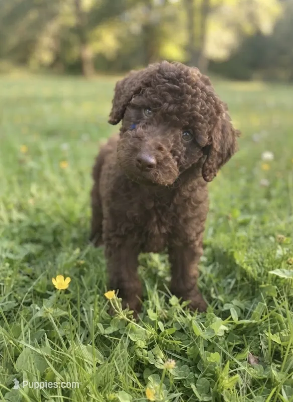 Cocoa – Miniature Goldendoodle puppy for sale in Greensboro, NC