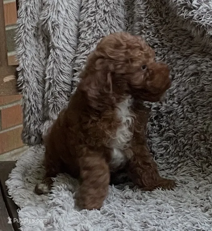 Mia – Poodle - Toy  puppy for sale in Greensboro, NC