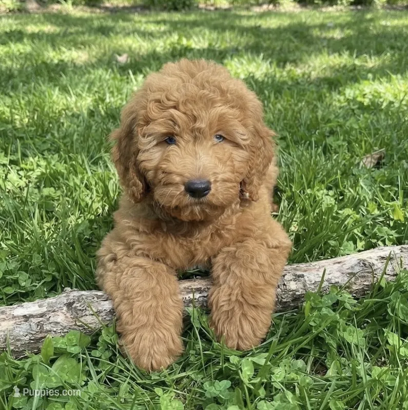 Buddy – Goldendoodle puppy for sale in Greensboro, NC