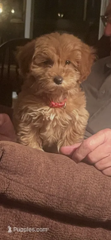 Benji – Miniature Goldendoodle puppy for sale in Greensboro, NC