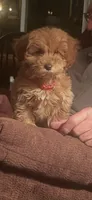 Benji, a male Miniature Goldendoodle for sale in Greensboro, NC – 1 of 3