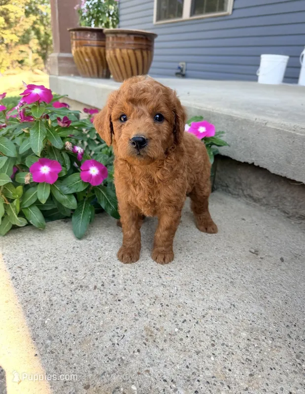 Kipper – Miniature Goldendoodle puppy for sale in Greensboro, NC