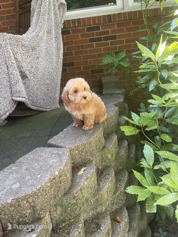 Trig – Miniature Goldendoodle puppy for sale in Greensboro, NC