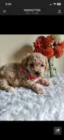 Bobbi, a female Bichpoo for sale in Greensboro, NC – 3 of 3