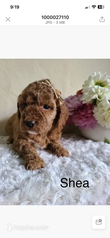 Shea – Miniature Goldendoodle puppy for sale in Greensboro, NC