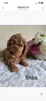 Shea, a female Miniature Goldendoodle for sale in Greensboro, NC – 1 of 1