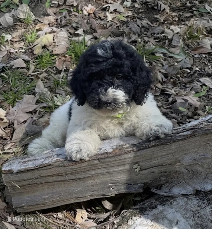Chip – Miniature Goldendoodle puppy for sale in Greensboro, NC