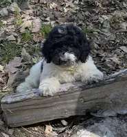 Chip, a male Miniature Goldendoodle for sale in Greensboro, NC – 1 of 1