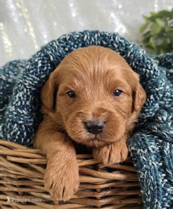 Cory, a male Miniature Goldendoodle for sale in Greensboro, NC – Photo 1 of 1