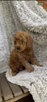 Benji, a male Miniature Goldendoodle for sale in Greensboro, NC – 3 of 3