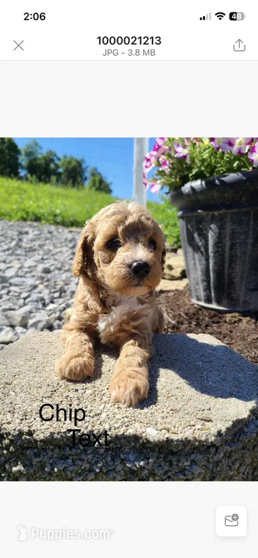 Chip – Poodle - Toy  puppy for sale in Greensboro, NC
