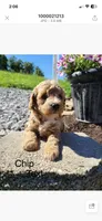 Chip, a male Poodle - Toy  for sale in Greensboro, NC – 1 of 1