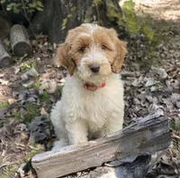 Muffin, a female Miniature Goldendoodle for sale in Greensboro, NC – 1 of 1