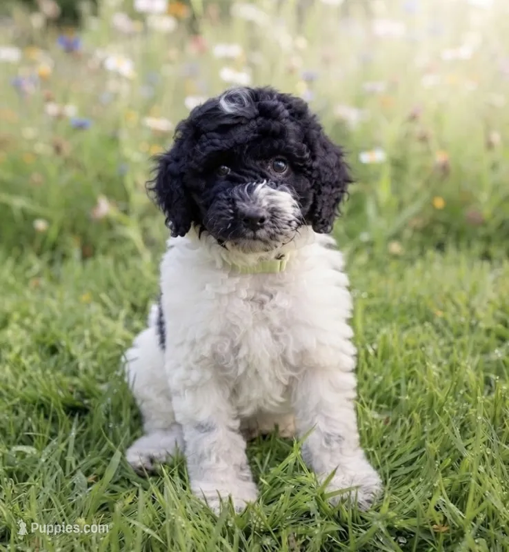 Chip – Miniature Goldendoodle puppy for sale in Greensboro, NC