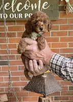 Mia, a female Poodle - Toy  for sale in Greensboro, NC – 3 of 4